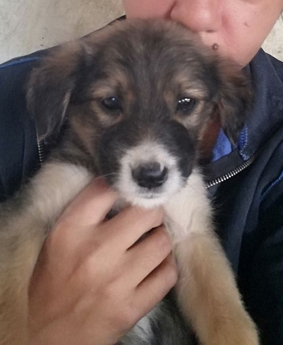 Подарявам кученца