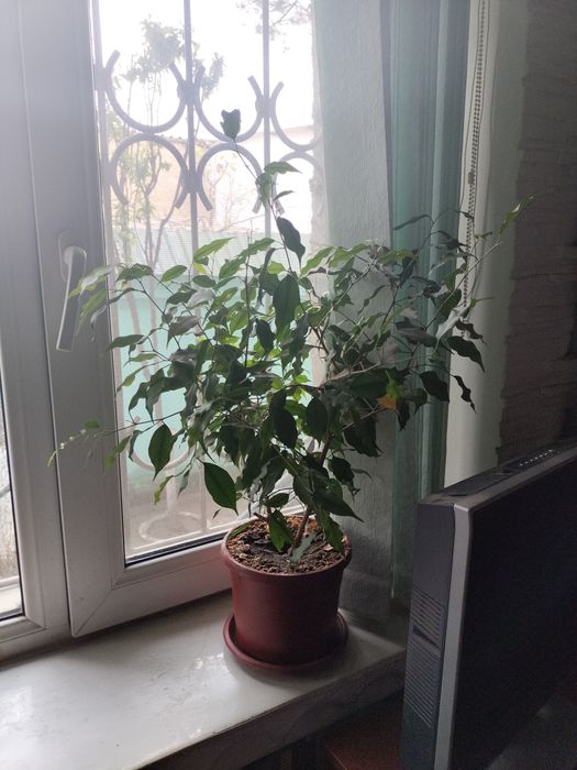 Цветы комнатные цены по запросу