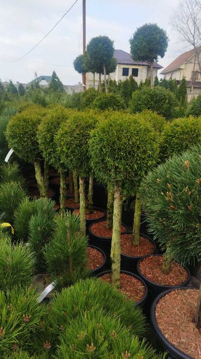 ВСЕ ВИДЫ! Туя премиум класса