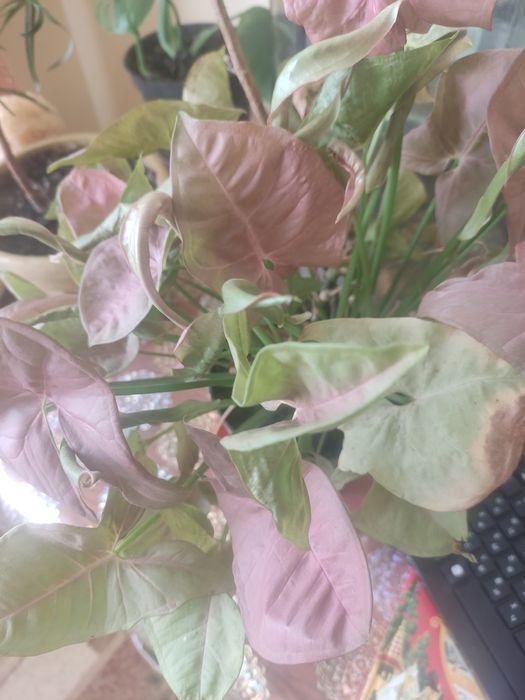 Продам комнатные цветы.