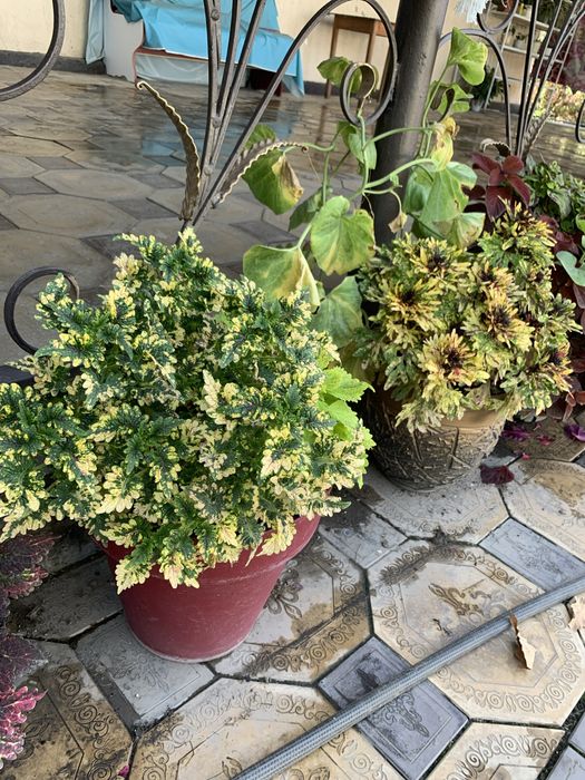 Шикарные цветы для дома и сада