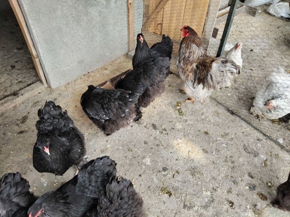 Găini cochinchina și brahma