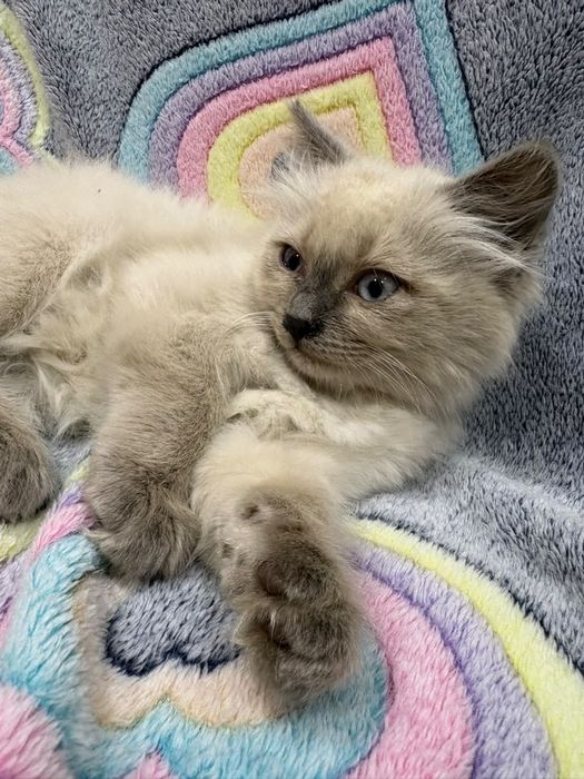 Котенок, сиамская, девочка