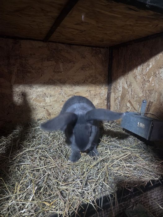 De vanzare Fluture german albastru