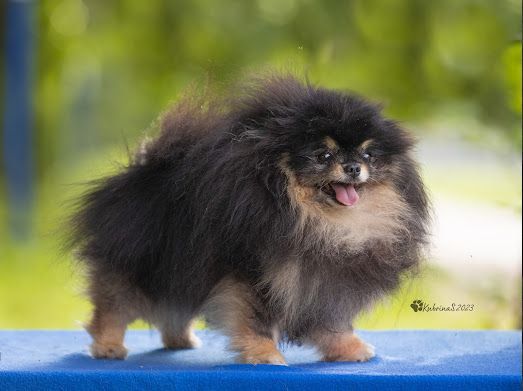 Щенки померанского шпица