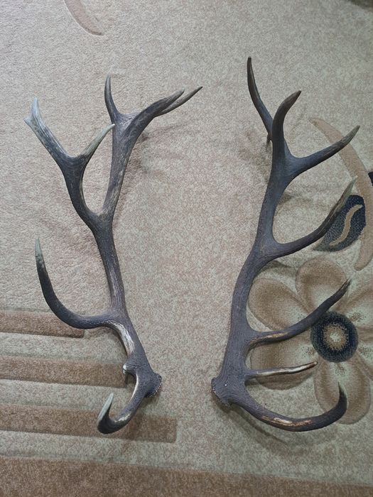 Рога от благороден елен