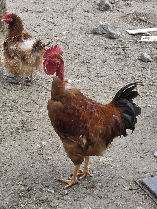 Cocosi tineri de curte