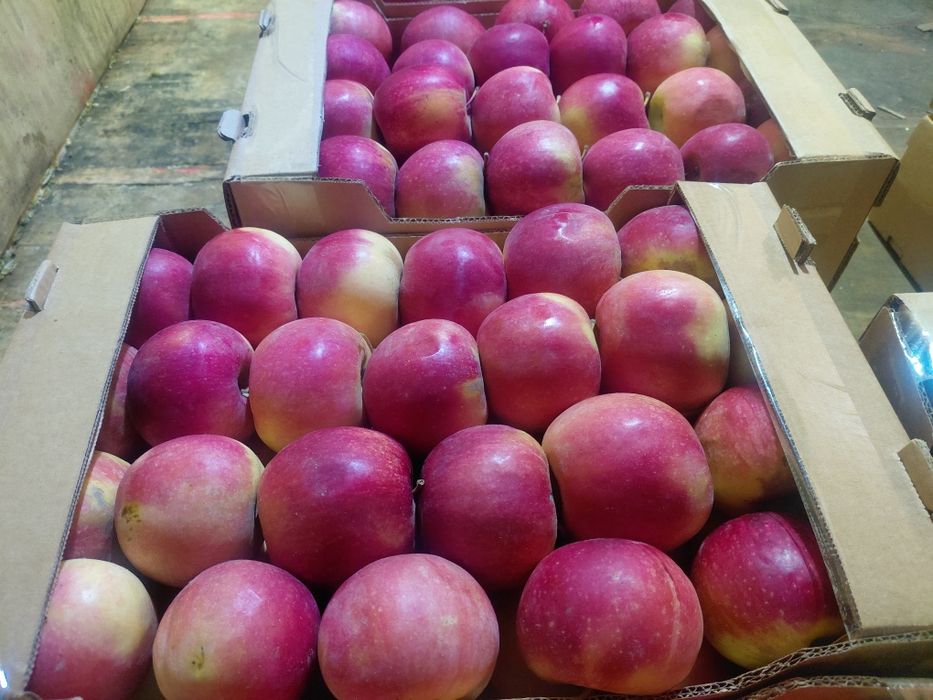 Алма сатылады Айдарлет Американка золотой