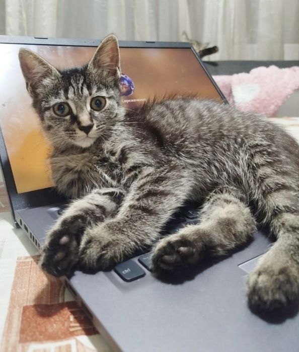 Котики и кошечки.Ласковые.