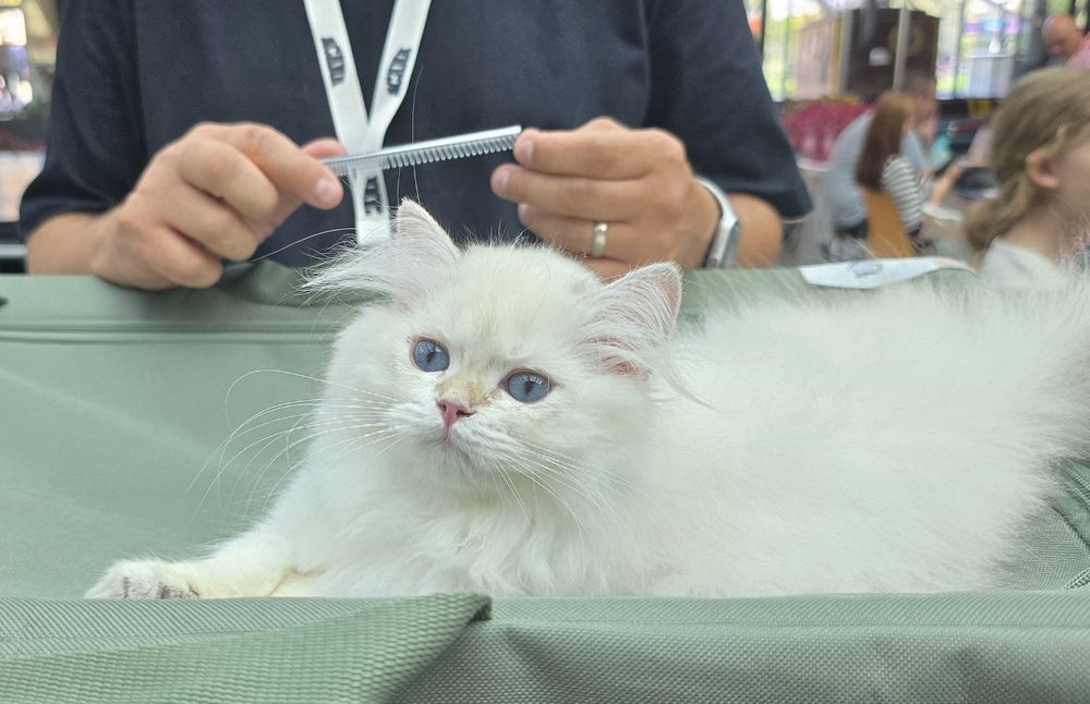 Pui pisică british longhair