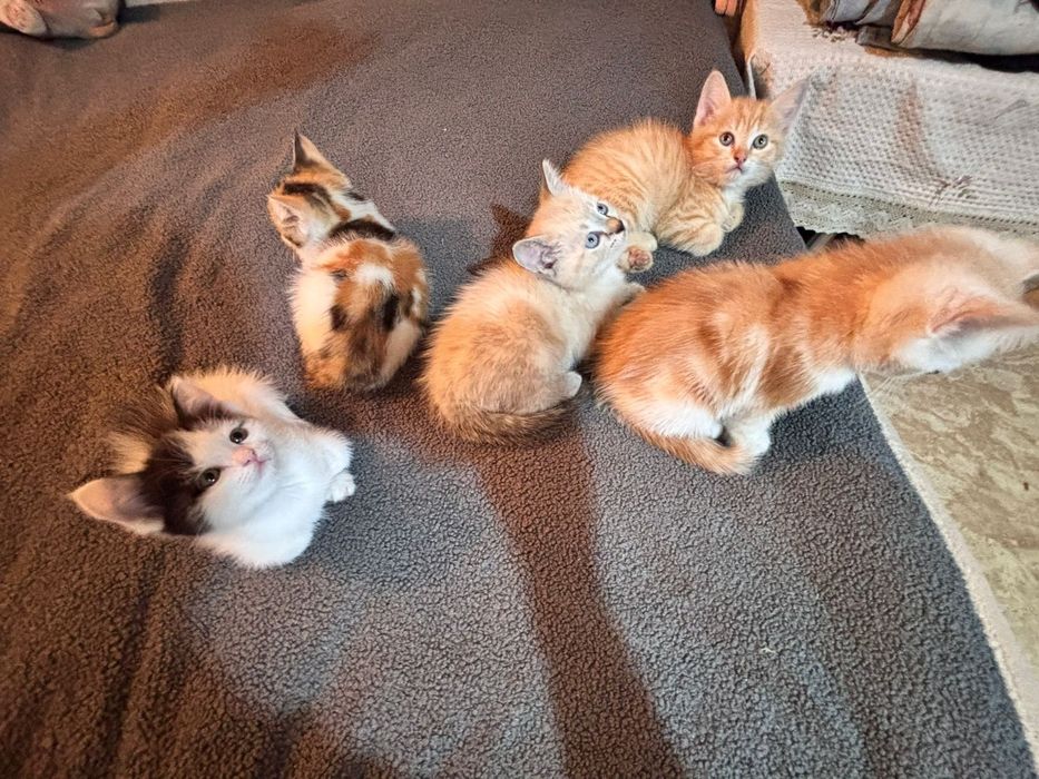 Отдам котят в хорошие руки