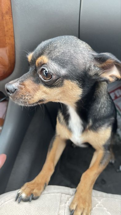 Найдена собака  Тойчик