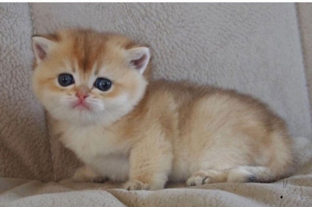 Продажа золотых шиншил