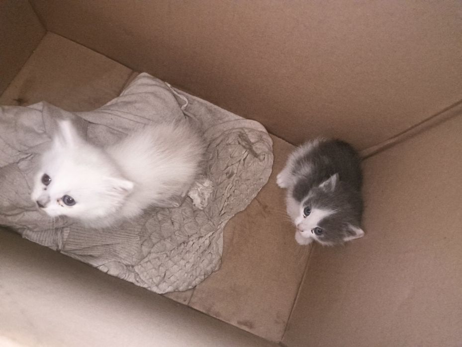 Отдам котят в добрые руки бесплатно