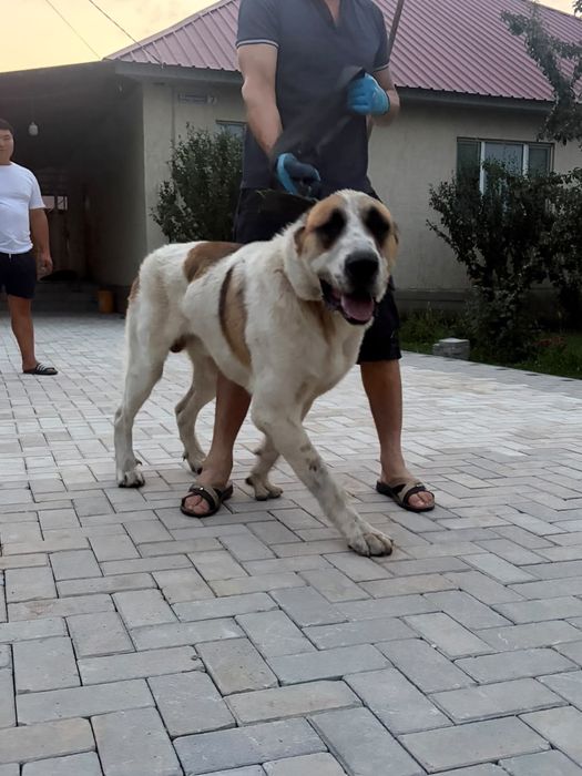 Алабай 1 жаста еркек