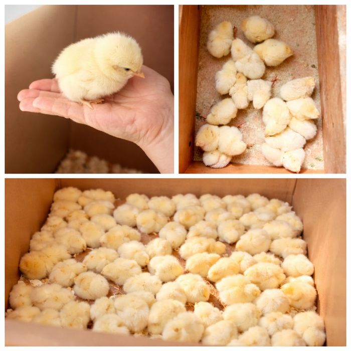 Hayn layn jo'jalar sotiladi