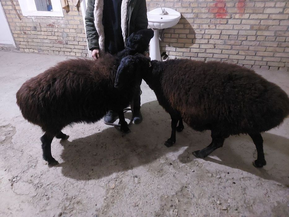 Куй сотилади.ьььь