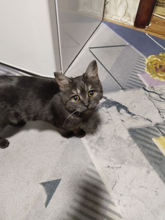 Отдам кошку в хорошие руки