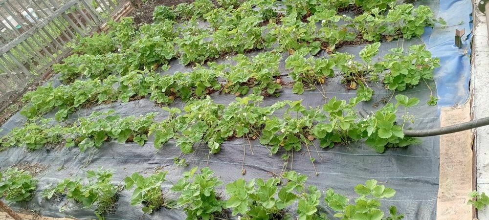 Продаю срочно дачу ДО МИЧУРИНЕЦ