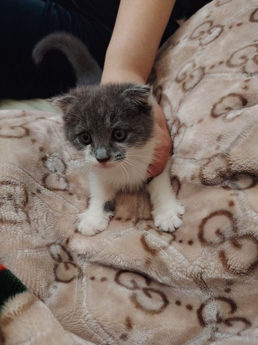 Skottish fold sotiladi