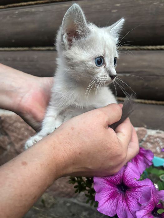 Отдам Котят