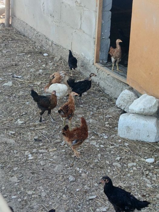 Jujalar sotiladi  hammasi soglom gorib olavarasizlar