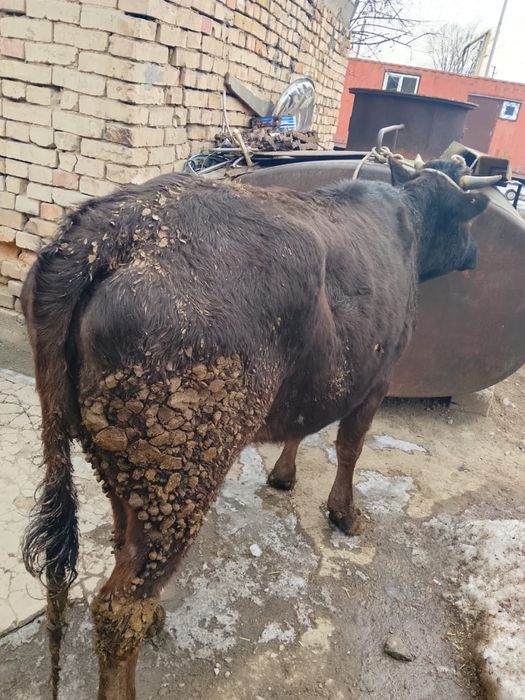 Продам жирную тёлку