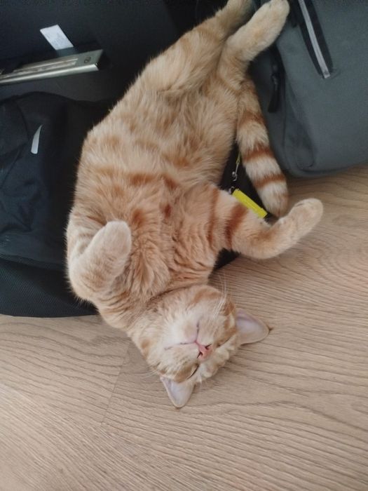 Пропал рыжий кот