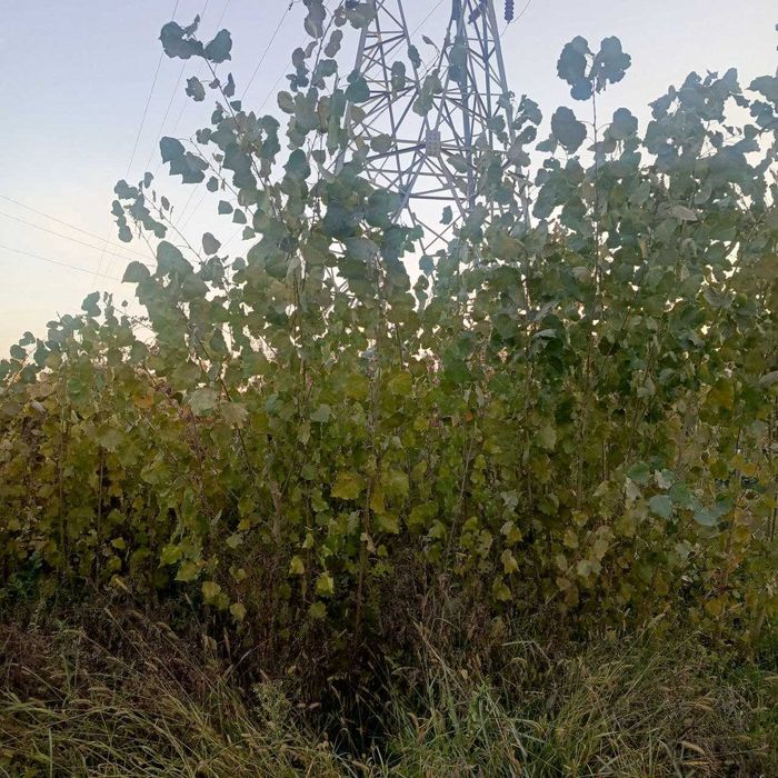 Терак кўчатлари сотилади 2000 сўм