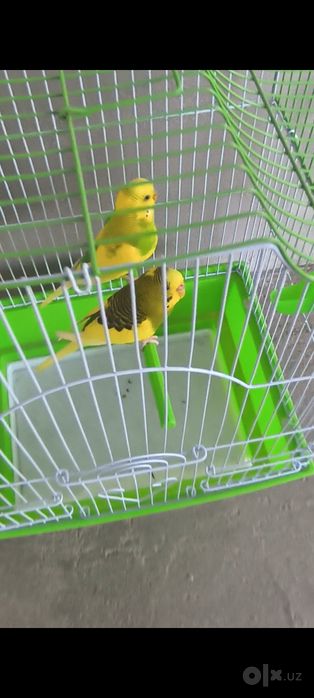 Попугайла сотилади volnistiy toʻtiqushla