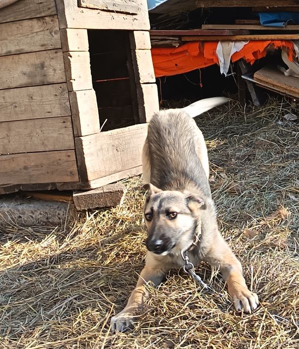 Отдам в добрые руки