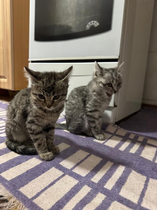 Котята 2 мальчика 1 девочка