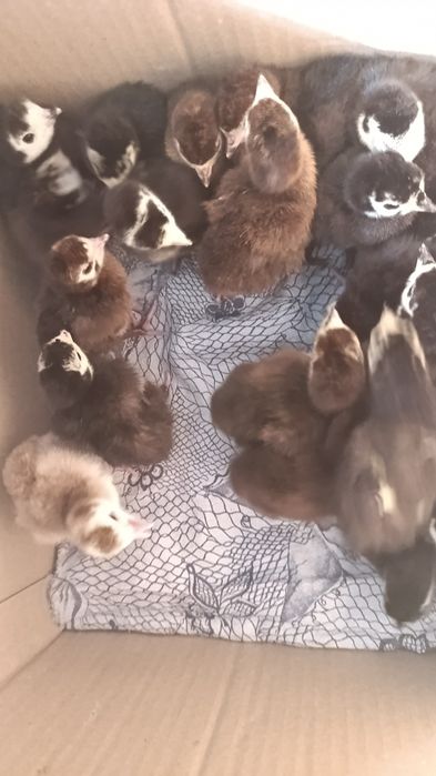 Продаются домашние индюшата