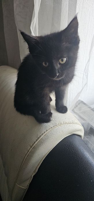 Котенок бесплатно