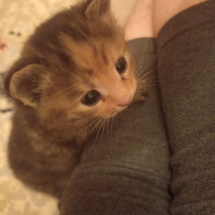 Вислоухие котята мальчики