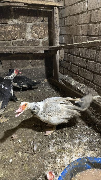 Индоутка сатамын