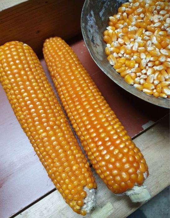 Vând grăunțe bob sticlos