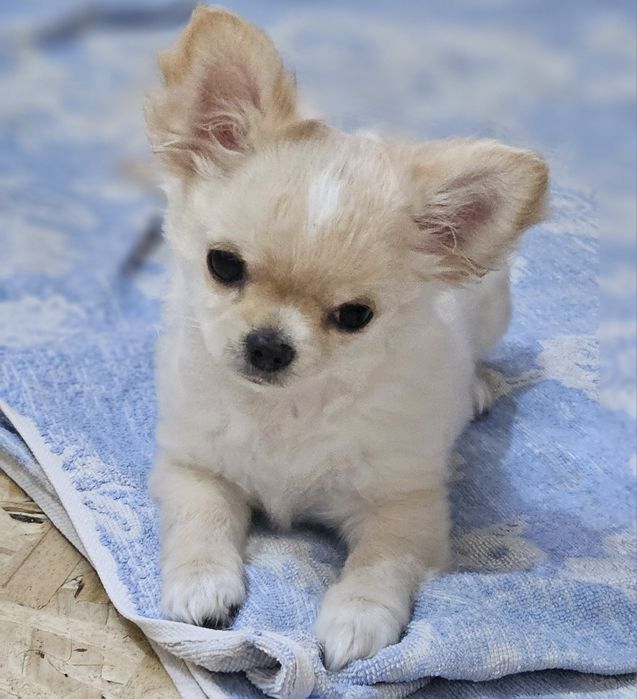 Продаётся девочка чихуахуа