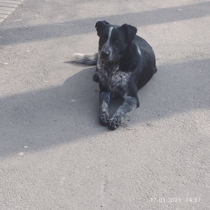 Кто потерял собака сучка молодая