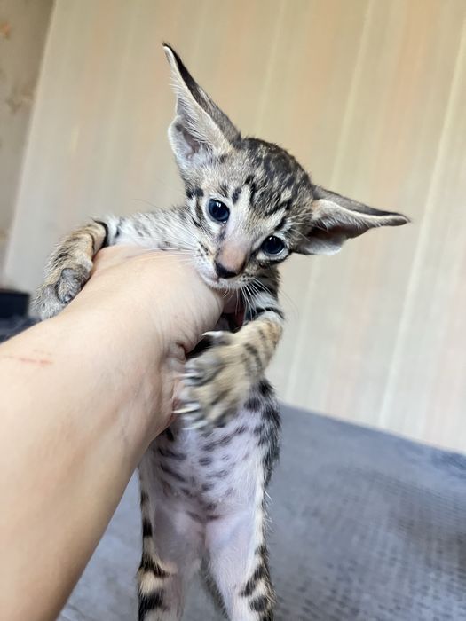 Ориентальные котята
