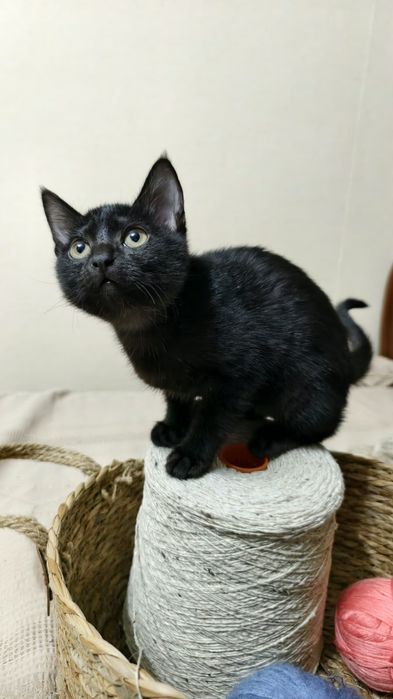 Кошечка Отдам в хорошие руки