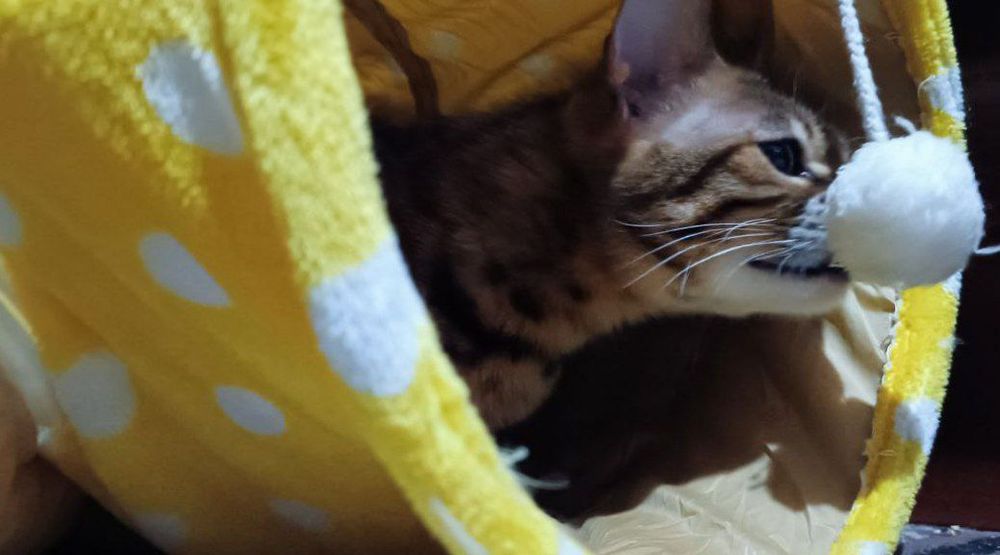 Передержка животных! Професиональная Любовь и забота о вашем любимце