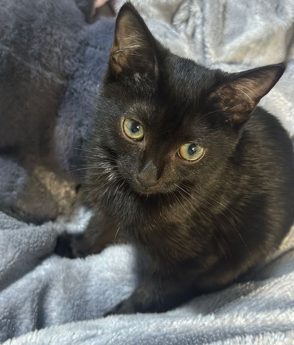 Котенок черно-белая девочка