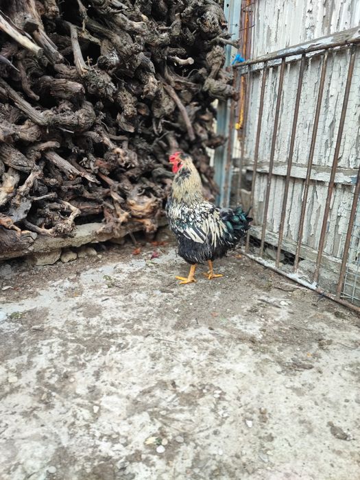 Cocos moțat bărbos metis wyandotte+ puica wyandotte