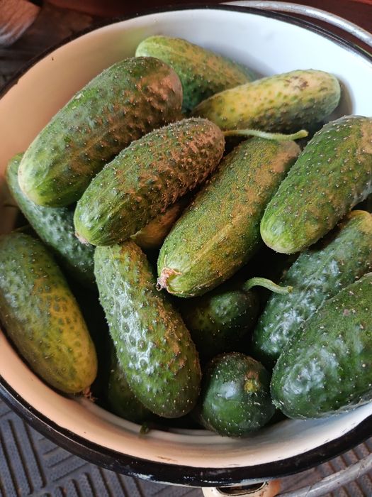 Продам дом огурцы на засолку!