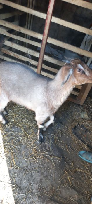 Продам козочку пародистую