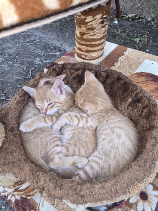 Котята ищут  дом