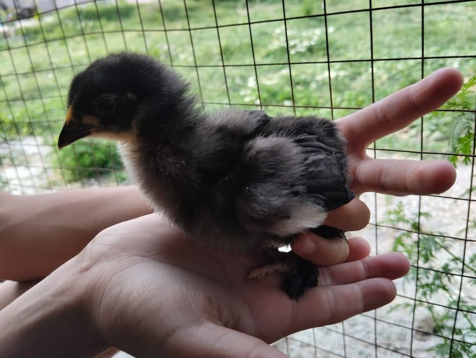 1 месячныеБрам цепленок оригинал