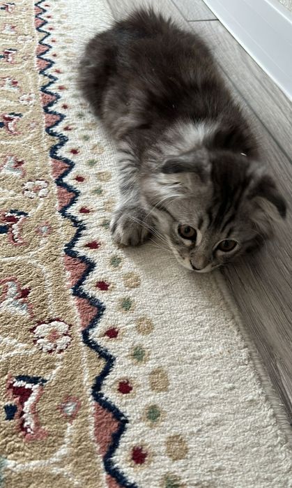 Отдам в хорошие руки