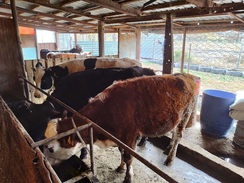 Продам телок КРС